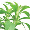 Stevia: Sweet Mystery Of Summer